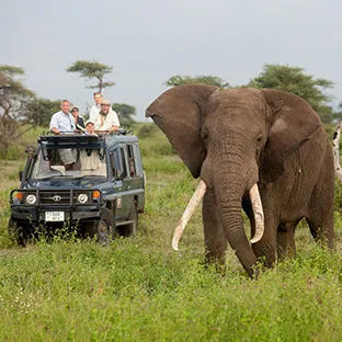 Safari Vacations