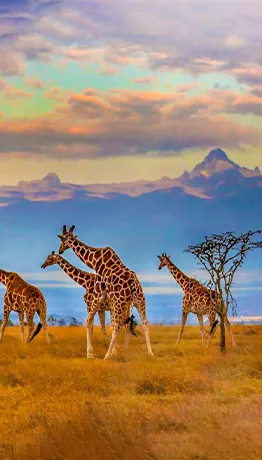Africa