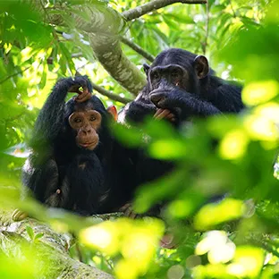 Uganda
